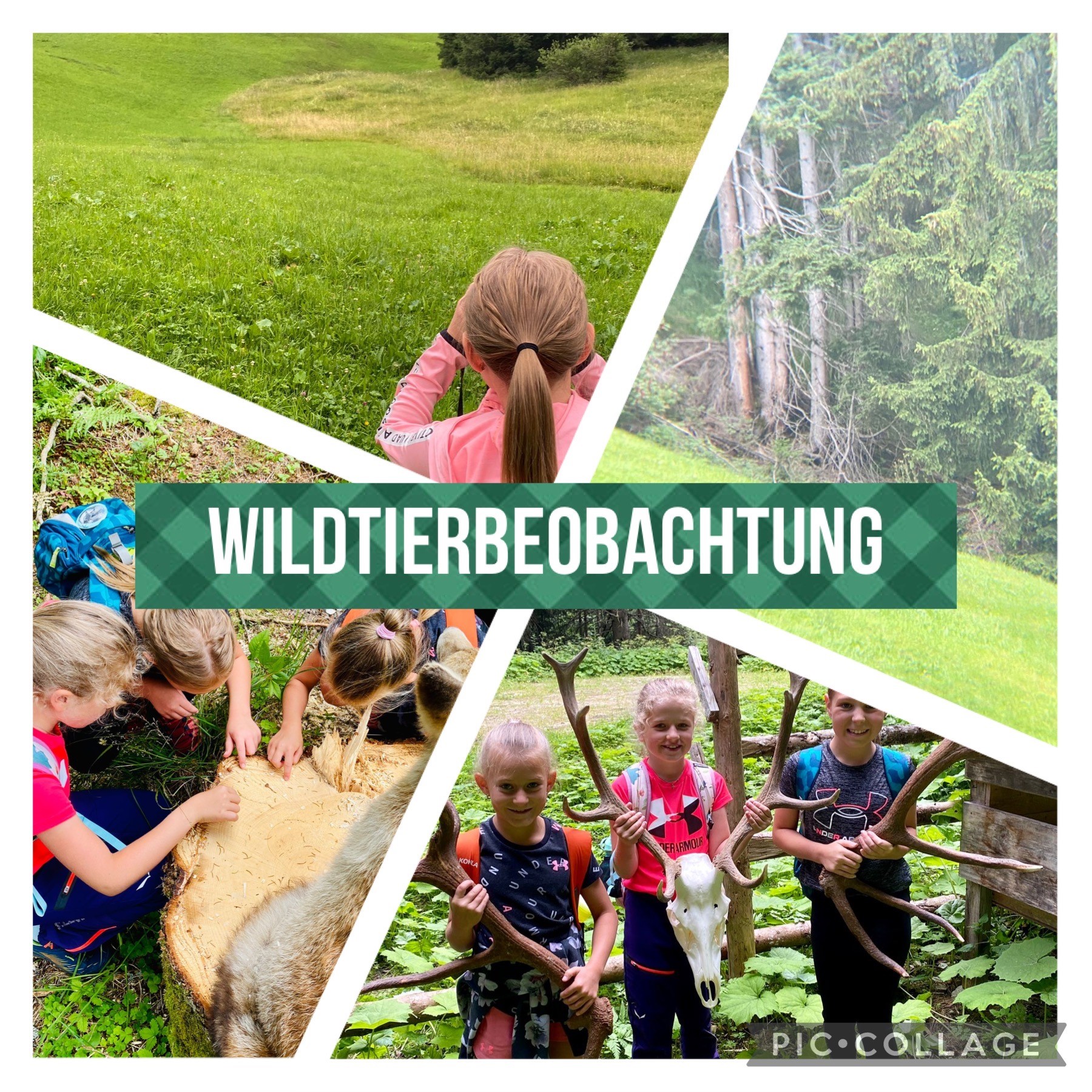 Wildtierbeobachtung